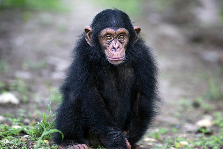 George the chimp